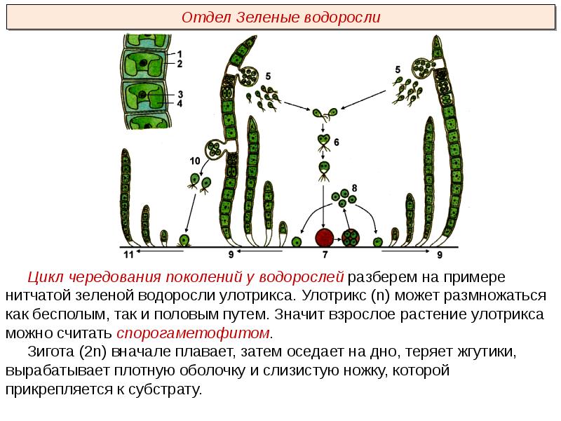 Презентации пименов биология