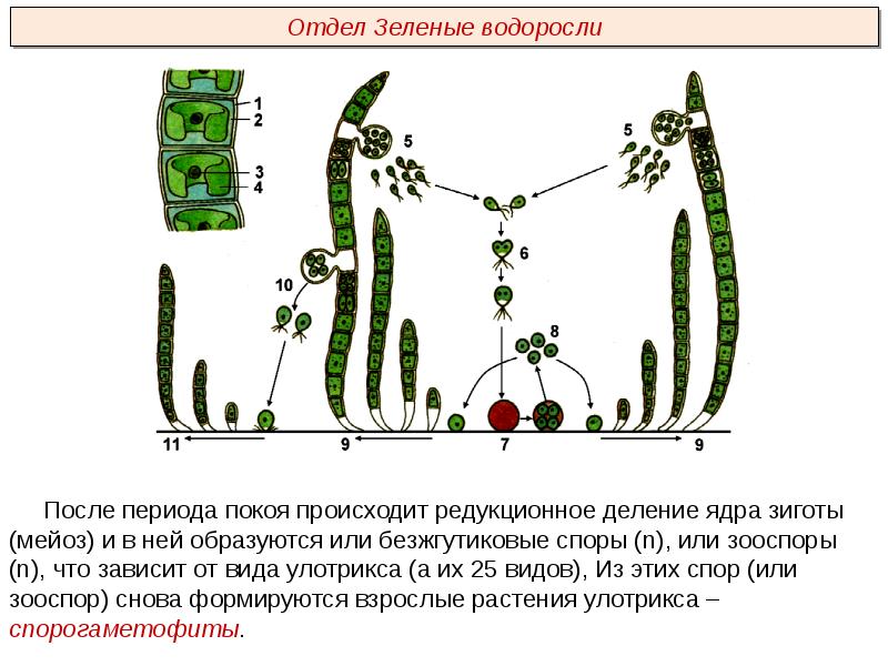 Бесполое размножение улотрикса схема