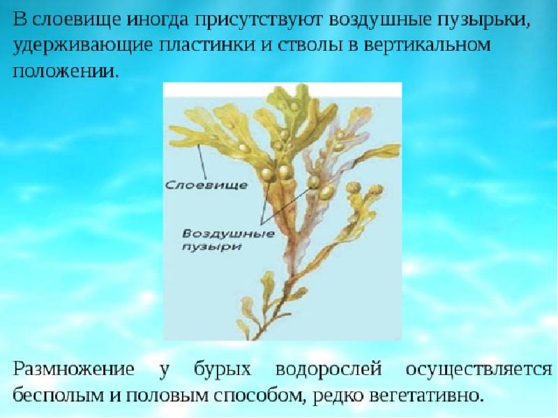 Вегетативные водоросли. Таллом бурой водоросли. Размножение фукуса водоросли. Фукус таллом. У фукуса пузырчатого что такое таллом?.