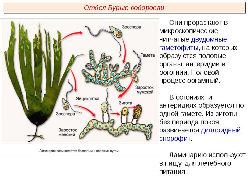 Презентация пименов вирусы