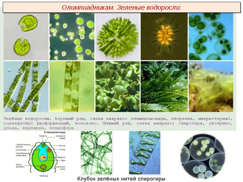 Водоросли низшие растения презентация