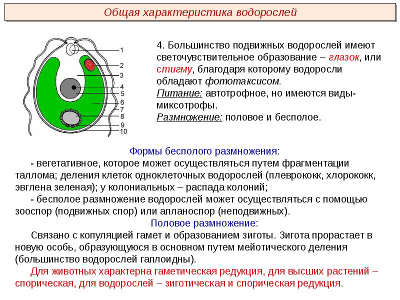 Водоросли общая характеристика презентация