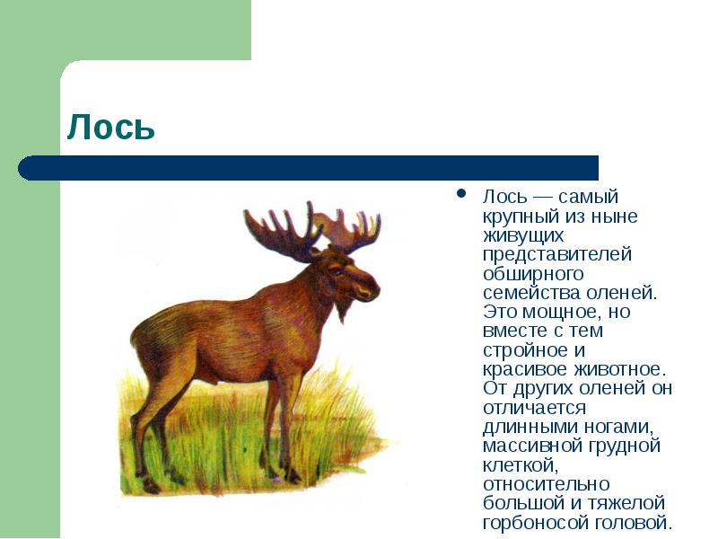 Инфа про лося. Лось и лосёнок для дошкольников. Лось доклад. Информация о Лосе. Сообщение о Лосе.