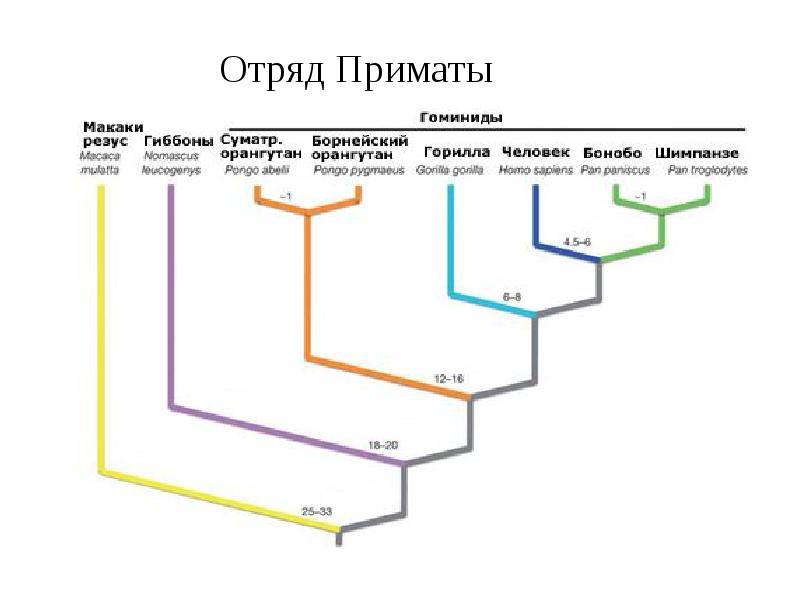 Схема эволюции гоминид