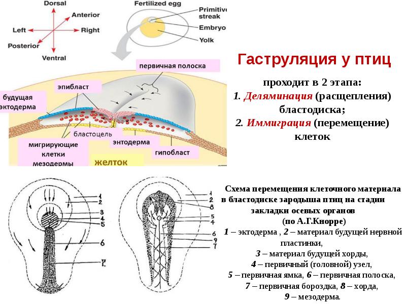 Эмбриогенез человека гистология презентация