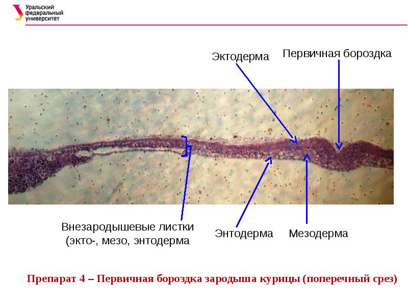 Эмбриогенез птиц презентация