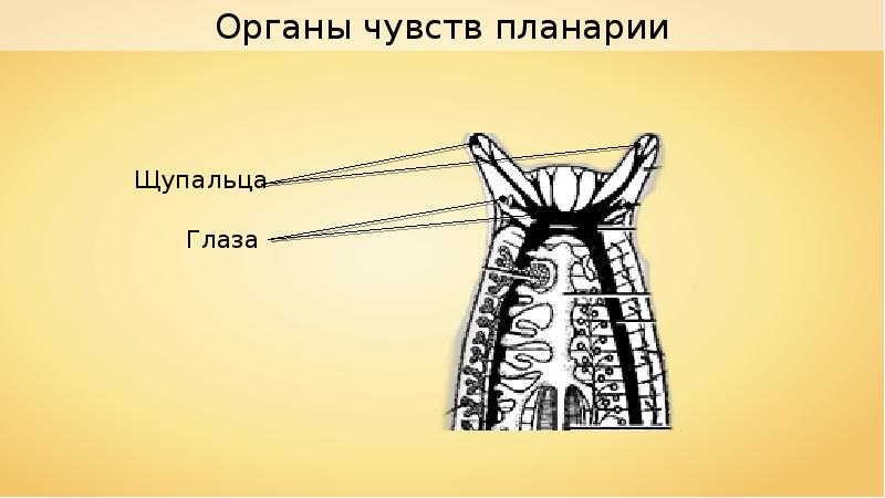 Животные черви органы чувств