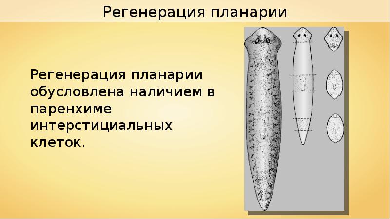 Белая планария тип. Регенерация белой планарии. Регенерация плоских червей. Планария восстанавливается. Размножение планарии.