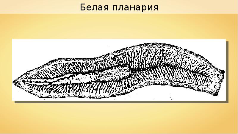 Плоские черви рисунок