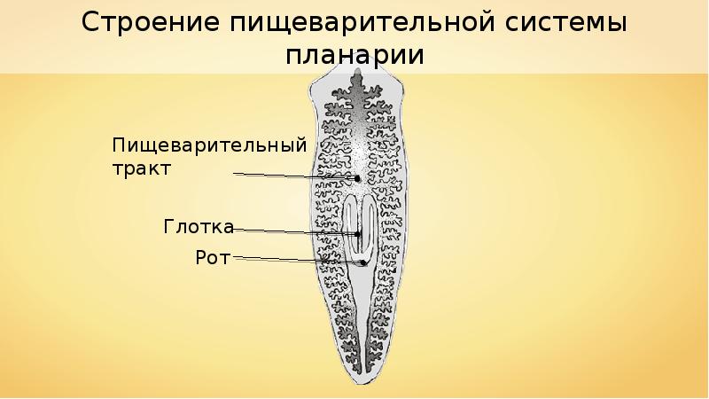 Внешнее строение белой планарии. Двусторонняя симметрия у плоских червей. Систематика плоских червей. Печеночный сосальщик строение. Нервная система плоских червей какого типа.