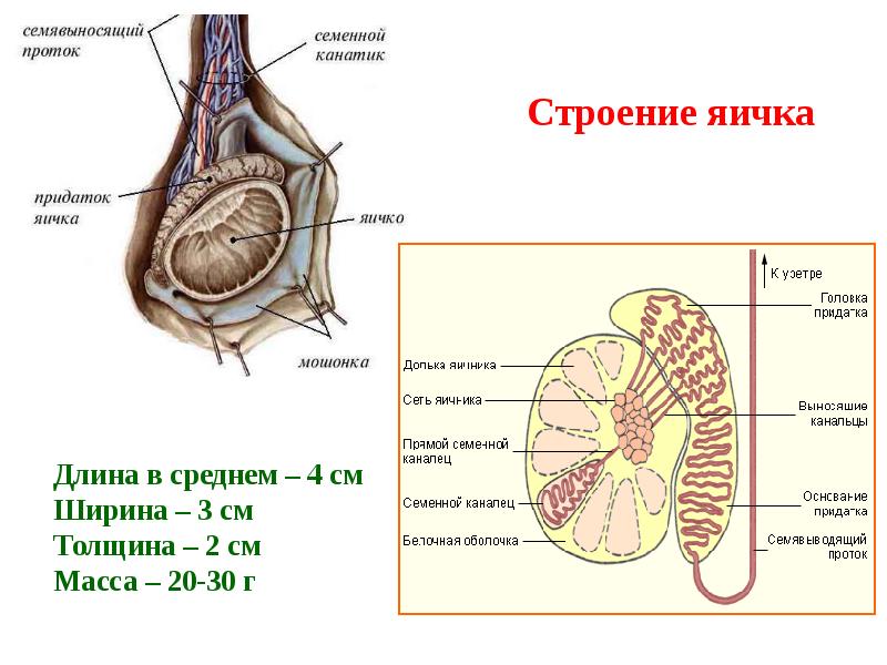 Схема яичек у мужчин