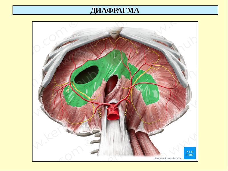 Анатомия и физиология диафрагмы презентация