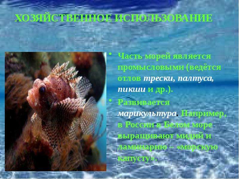 Для чего используют моря. Хозяйственная деятельность белого моря. хозяйственное использование белого моря. хозяйственное значение белого моря. хозяйственное использование северного ледовитого океана.