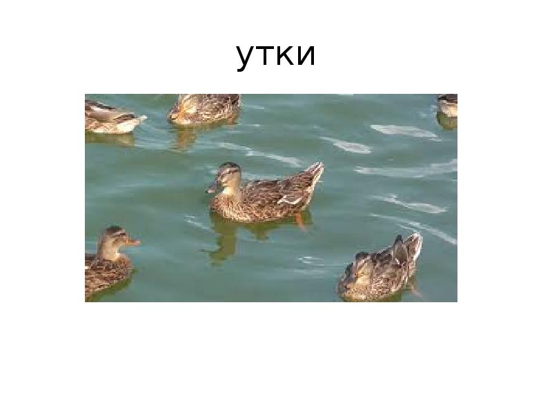 Презентация про утку