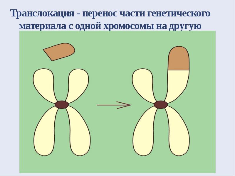 Изменчивость генетического материала презентация