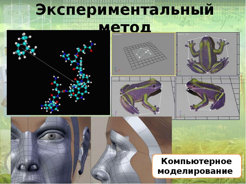 Компьютерное моделирование в биологии проект