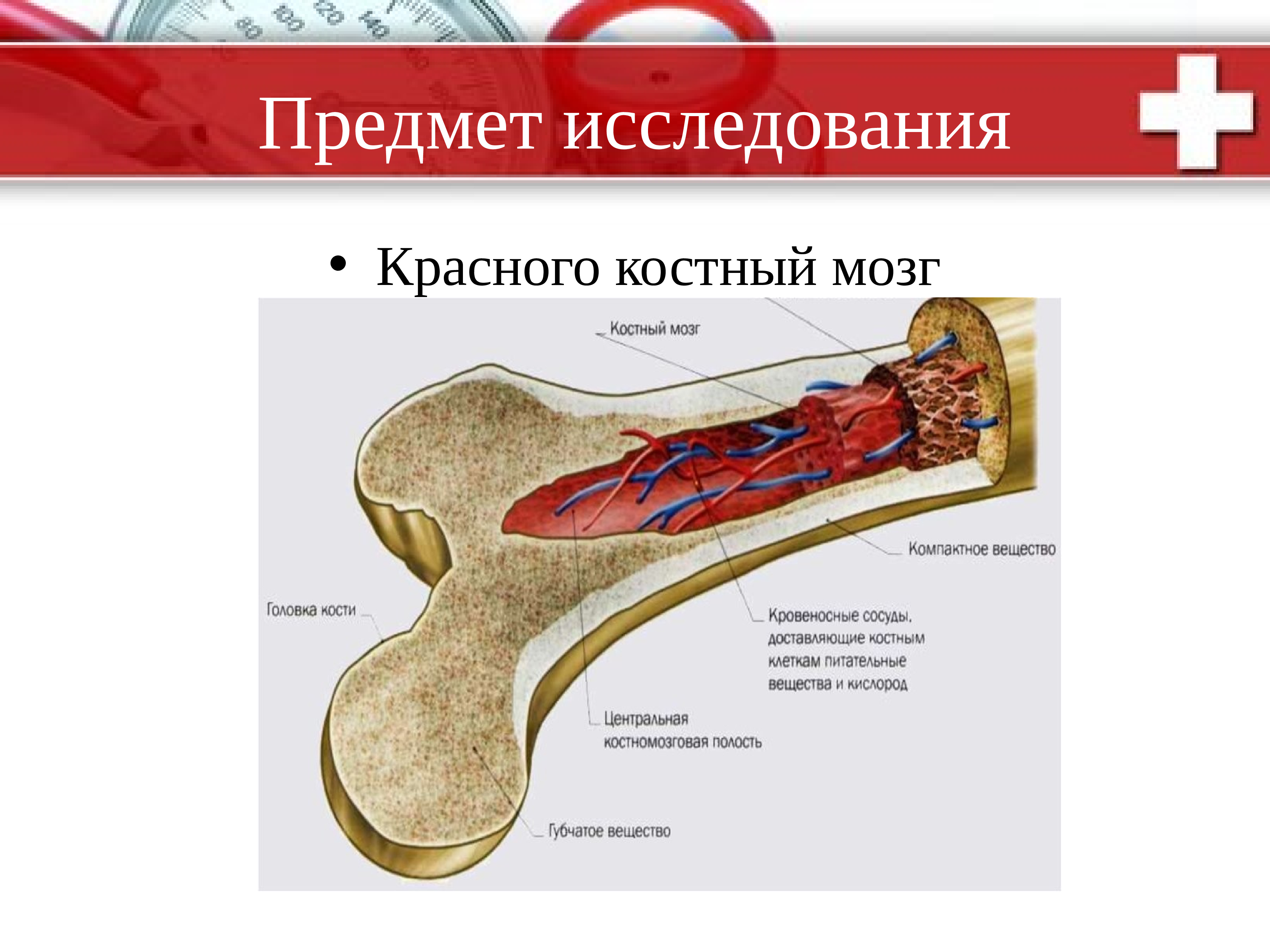 Костный 1 мозг. Красный костный мозг в трубчатой кости. Желтый костный мозг трубчатой кости. Трубчатая кость желтый костный мозг. Красный костный мозг бедренной кости.