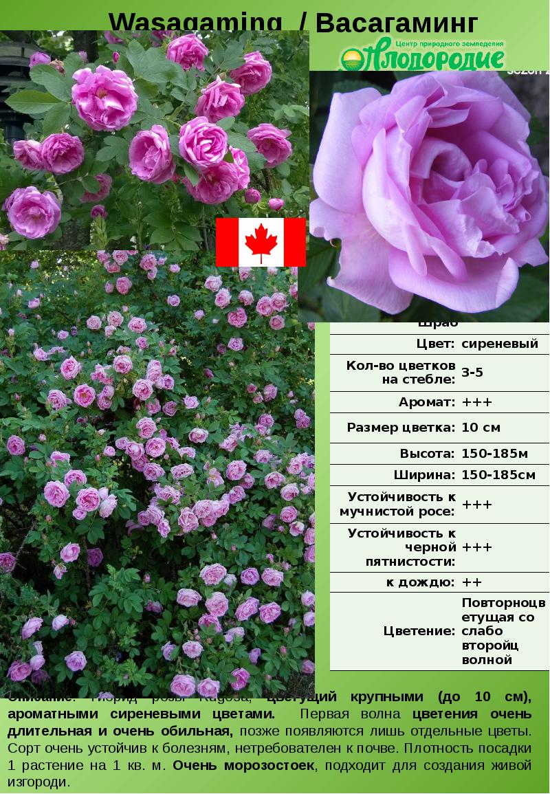 Блюберд роза фото и описание