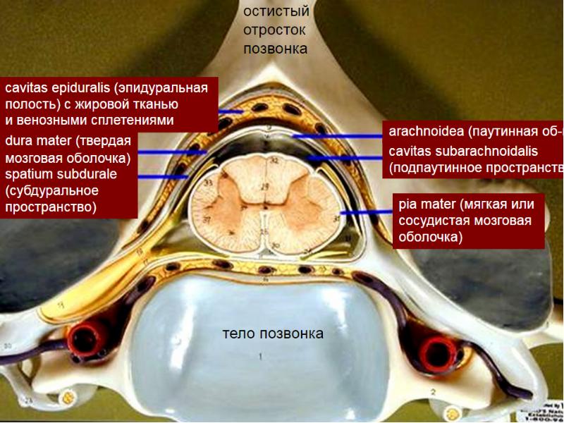 Остистые отростки позвоночника фото