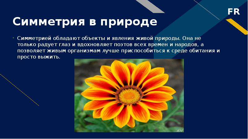 Презентация живая природа и симметрия