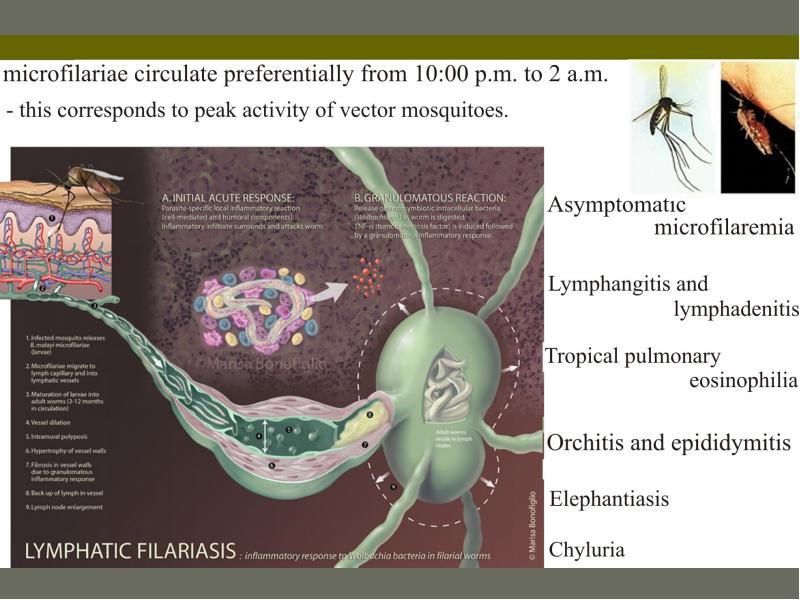 Хилурия латынь. Хилурия латынь. Хилурия латынь. Хилурия не характерна для:. Хилурия.