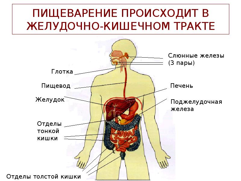 Презентация пищеварительная система 8 кл