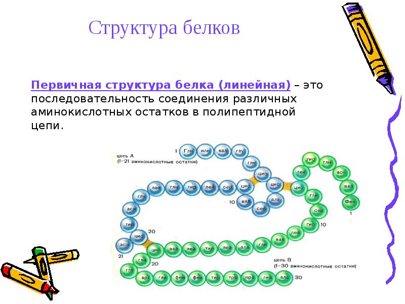 Первичная структура белков рисунок