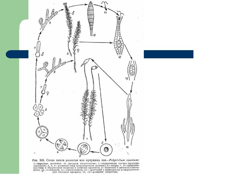 Схема цикла развития моховидных