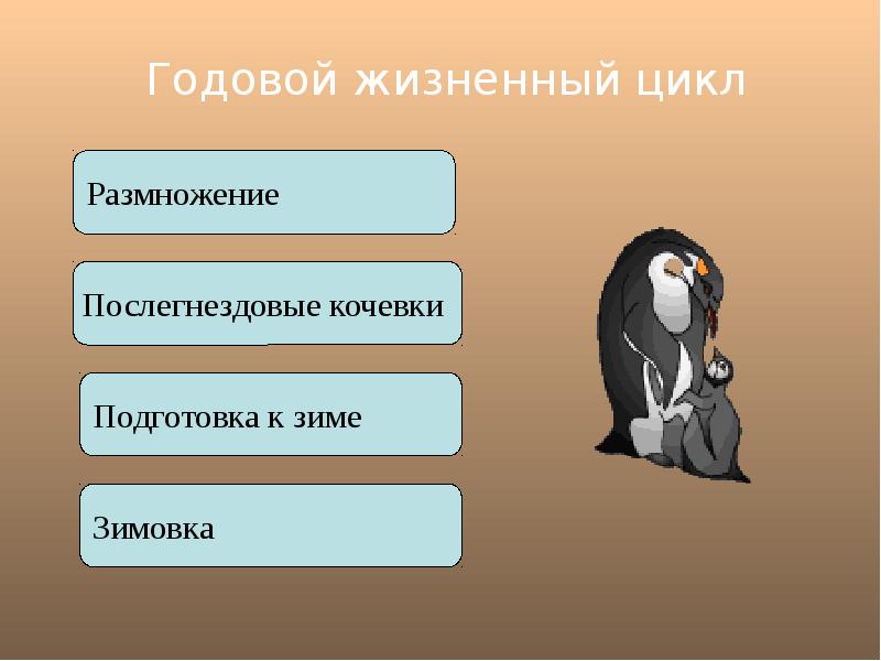 Поведение птиц в период размножения презентация