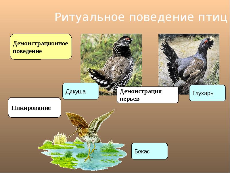 Размножение птиц 8 класс