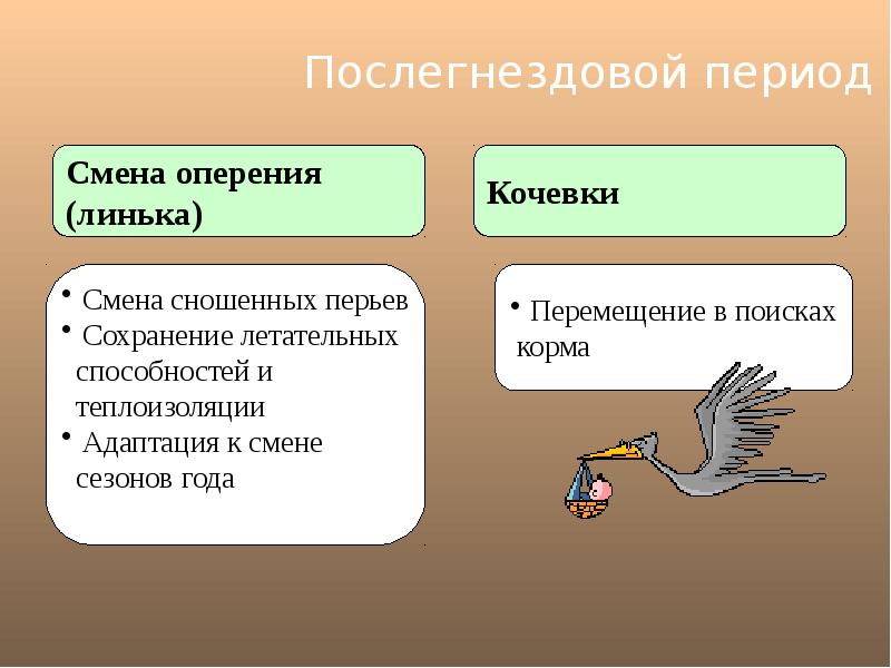 Жизненный цикл птиц. Годовой жизненный цикл. Годовой жизненный цикл рептилий кратко. Интересные факты о размножении птиц.