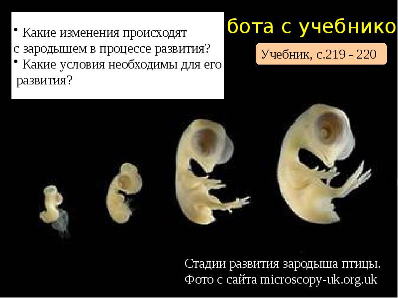 Признаки зародышей птицы. Стадии развития млекопитающих. Развитие зародыша птицы. Условия необходимые для развития зародыша птицы. Какие изменения происходят с зародышем в процессе развития у птиц.