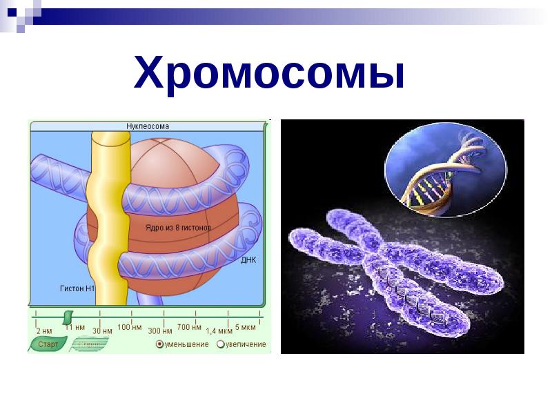 Пуфы хромосом