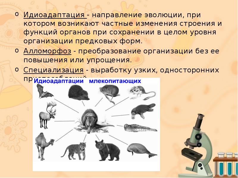 Уровни организации млекопитающих. Идиоадаптации млекопитающих. Эволюция идиоадаптация. Аллогенез и идиоадаптация. Идиоадаптация направление эволюции.