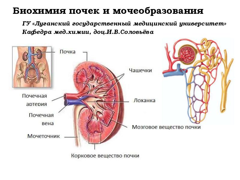 Функции почек презентация