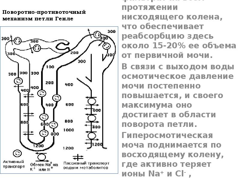 Биохимия почек презентация