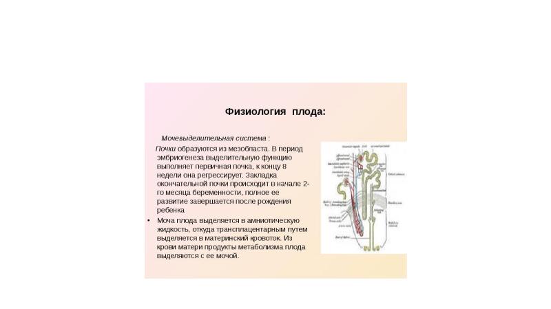 Статус эмбриона и плода эмбрион как объект манипуляций презентация