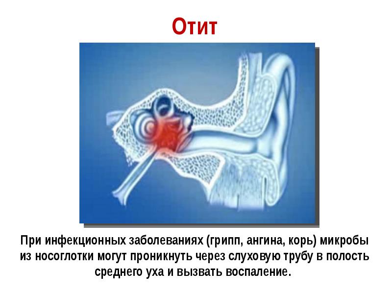 Презентация слуховой анализатор биология 8 класс пасечник