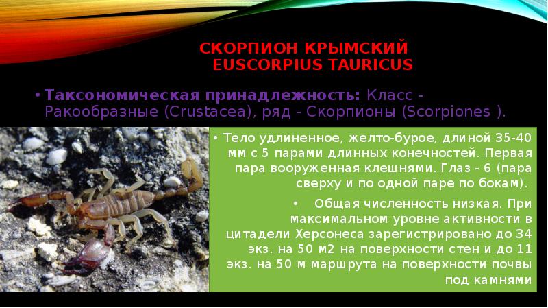 Красная Книга Крыма Фото