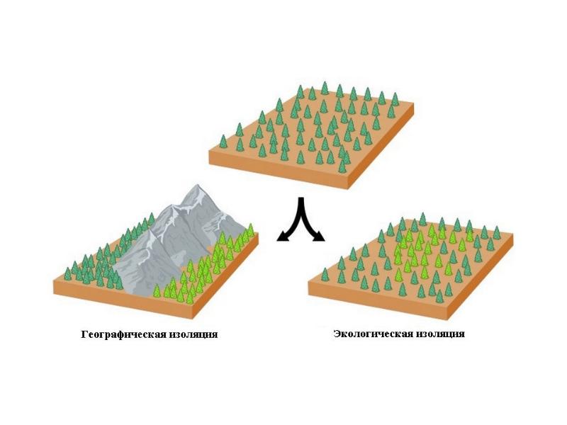 Типы изоляции в биологии схема
