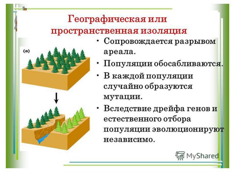 Изоляция эволюционный фактор презентация