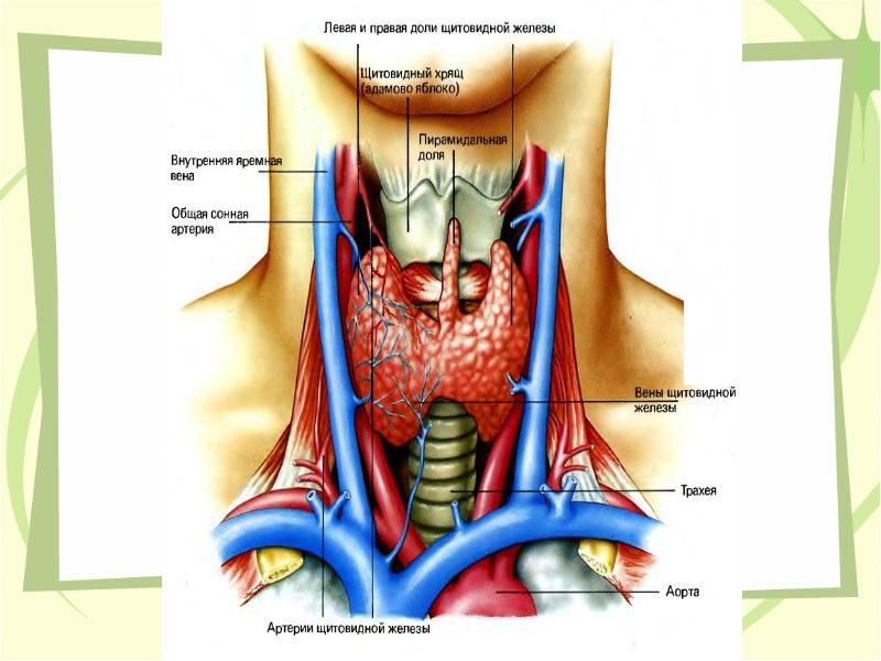 Внутренняя яремная вена. Перешеек щитовидной железы. Доли и перешеек щитовидной железы. Правая и левая доли щитовидной железы. Щитовидная железа правая левая доли перешеек.