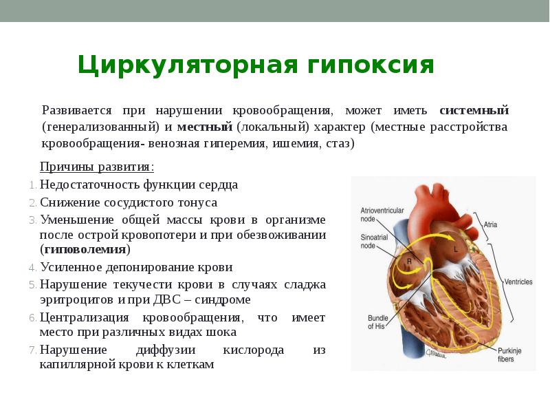 Презентация гипоксия по патологии