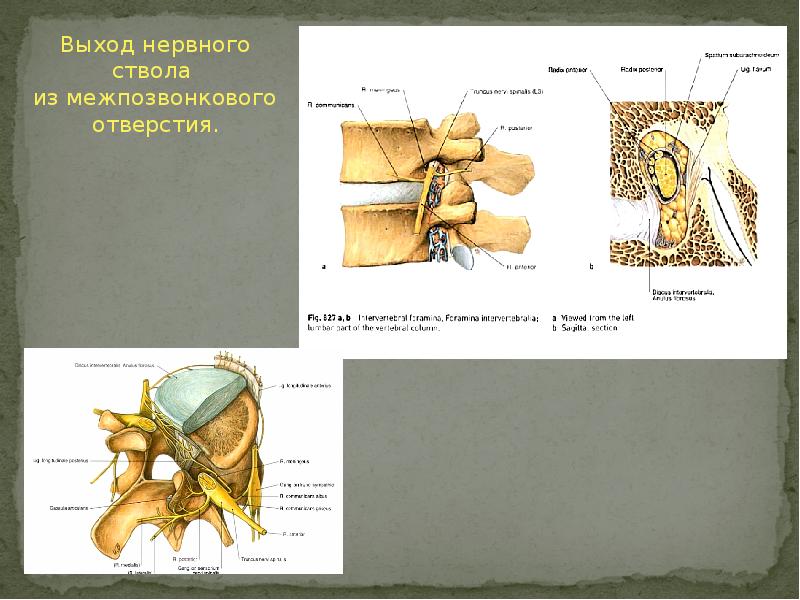 Связь позвонков. Межпозвонковые отверстия. Костное отверстие нервного ствола. Нервные окончания в межпозвонковом диске. Норма межпозвонкового отверстия.