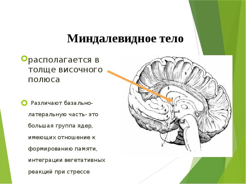 Миндалевидное тело. Миндалина мозга функции. Миндалевидное тело располагается. Миндалевидное ядро функции.