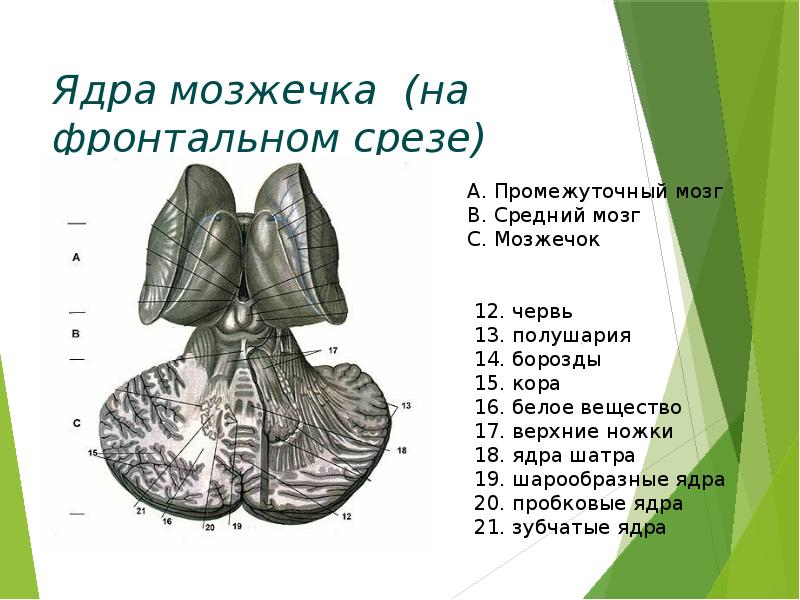 Ядра серого вещества мозжечка. Срез мозжечка анатомия. Ядра мозжечка анатомия. Мозжечок фронтальный срез ядра. Мозжечок строение ядра.