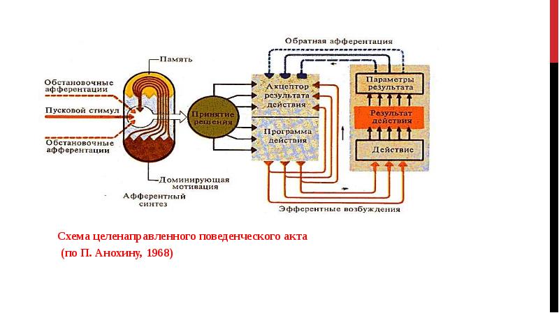 Стадии поведенческого акта презентация