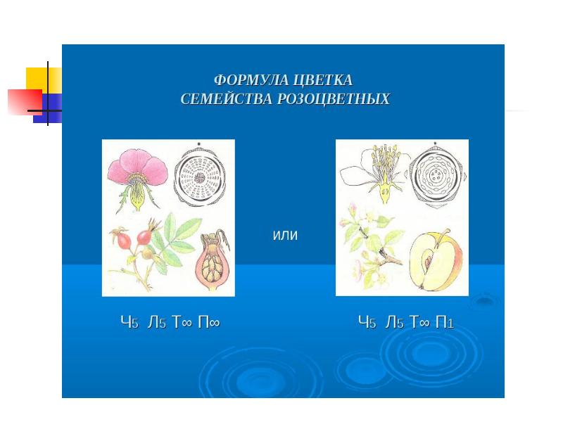 Семейство розоцветные двойной околоцветник. 4 Подсемейства Розоцветные. Розоцветные пластинки для детей. Изо 7 класс рисунки розоцветных фигур.