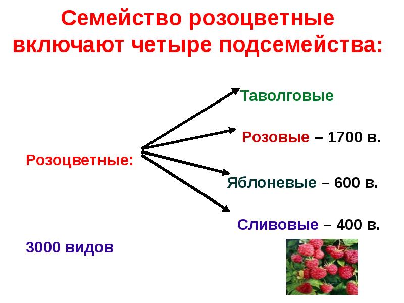 План характеристика семейства розоцветные