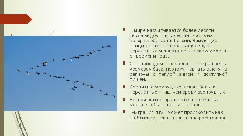 На рисунке изображен процесс который представляет собой реакцию организма перелетных птиц ответы огэ